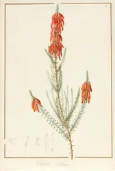 Erica Edilinei, 1811